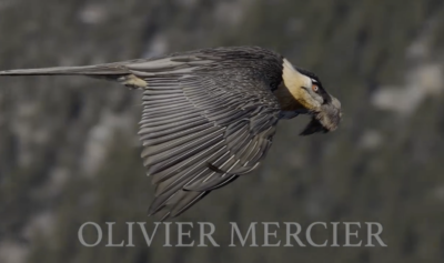 Bearded vulture (still image from clip)